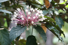 Clerodendrum quadriloculare